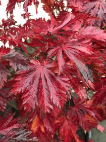 Herbst 2.JPG
