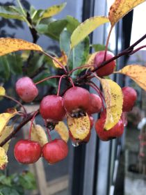 Herbst 4.JPG